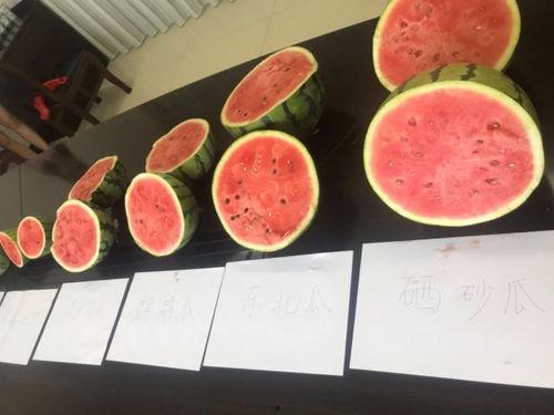 苏州吃瓜的好处,品味夏日清凉，解锁城市慢生活新姿势