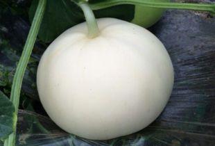 农村吃梨瓜视频,揭秘农村梨瓜的独特魅力