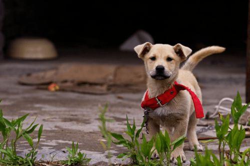 田园犬吃瓜视频,萌态十足引网友爆笑
