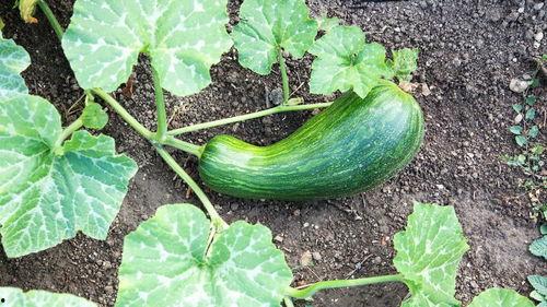 孕妇可以吃瓠瓜,孕妇适量食用瓠瓜的益处