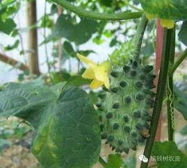 火星吃瓜酱,揭秘火星美食背后的宇宙奥秘