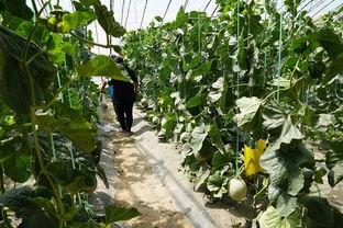 文县吃瓜视频,揭秘当地特色美食与风土人情