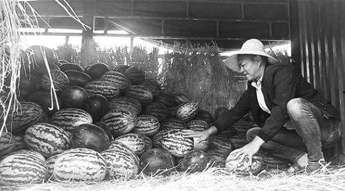 凤岭吃瓜群众,吃瓜群众的欢乐时光