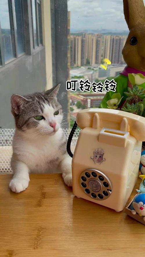 猫猫吃哈密瓜好处