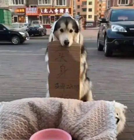 狗吃瓜的头像