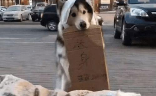 狗狗吃瓜群众图片大全