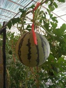 小吊瓜什么季节吃