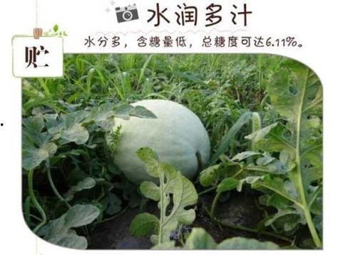 三高可以吃白瓜吗吗,白瓜的营养与益处