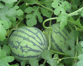 产妇可以吃淡水瓜,产妇适宜食用的淡水瓜类推荐