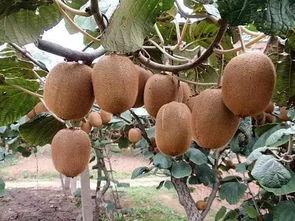 澄海永新吃瓜,揭秘吃瓜群众的欢乐盛宴